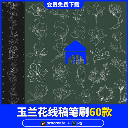玉兰花卉线稿procreate笔刷ps画笔线描植物花簇手绘插画练习素材
