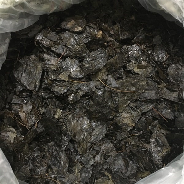 四川宜宾茶苦丁茶小叶苦丁茶老叶苦丁茶苦丁茶叶含茶树枝条