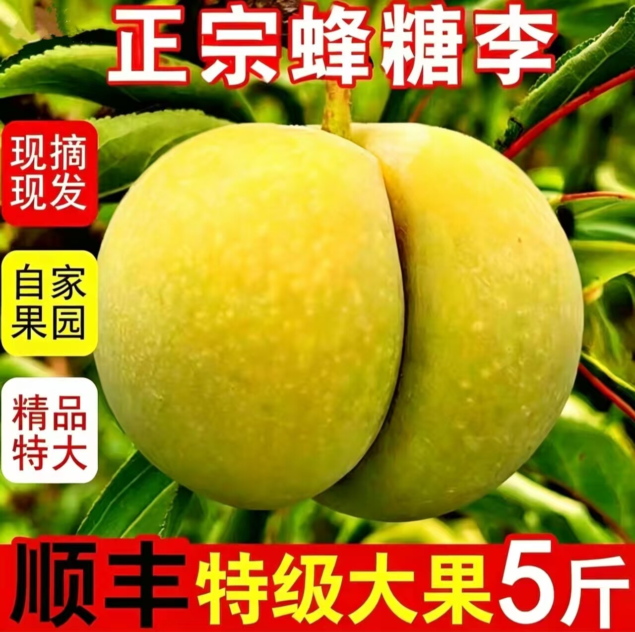 现货| 正宗贵州六马蜂糖李新鲜水果脆甜镇宁李子顺丰礼盒装