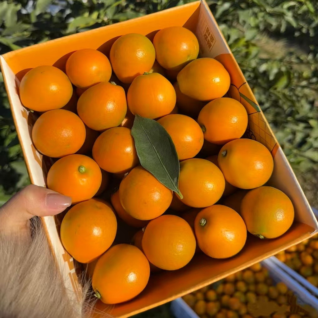 现货 广西融安【脆蜜金柑第三代】大果脆蜜金桔纯甜新鲜顺丰包邮