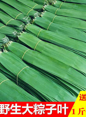 芒叶粽子叶免邮新鲜现摘大号100片非箬叶芦苇叶大新叶干粽叶