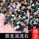 免洗天然原生溪流石鹅卵石豆石鱼缸用铺底砂水族造景装 饰过滤石子