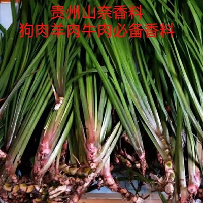 贵州新鲜调味香料山奈五香草随手香新鲜带根盆栽1斤三赖茴香菖蒲