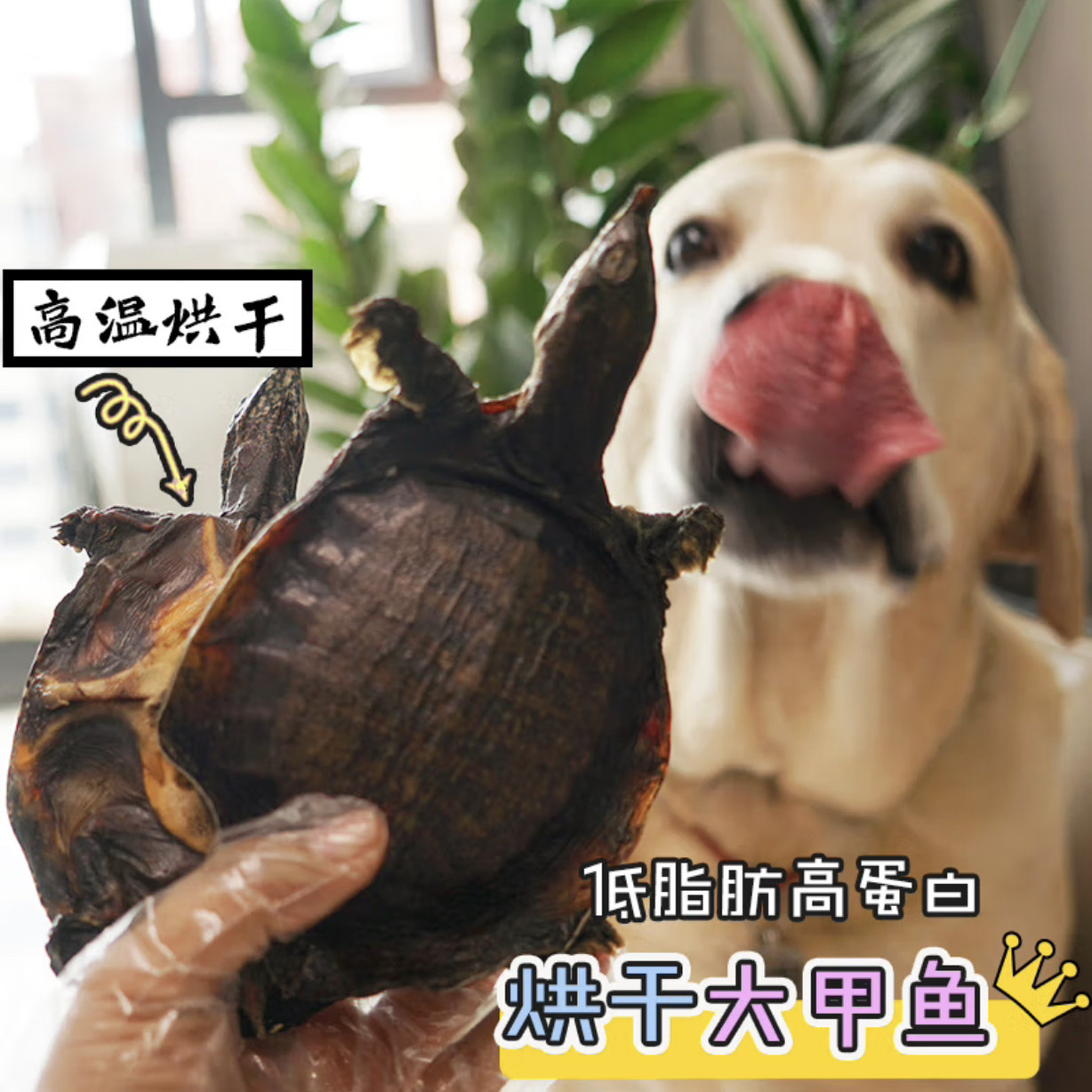 宠物零食烘干整只甲鱼中大型狗狗拉布拉多幼犬成犬磨牙棒洁齿肉干