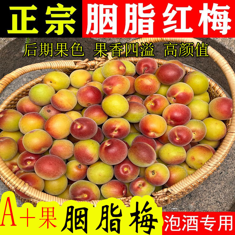胭脂梅泡酒专用青梅鲜果诏安鲜摘红梅新鲜青梅高山黄梅酵素小白梅