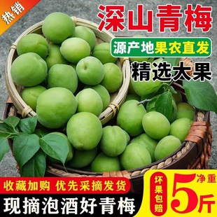 2025青梅鲜果招安青梅胭脂梅鲜摘泡酒5斤酵素青梅梅子青梅酸水果