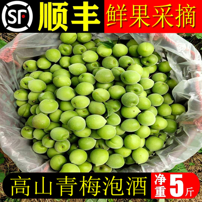 顺丰高山胭脂梅野生新鲜青梅鲜果泡酒黄梅现摘红梅野生酸脆梅子