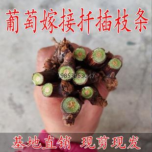 葡萄苗夏黑甜蜜蓝宝石葡萄嫁接枝条巨峰阳光玫瑰葡萄树苗扦插枝条