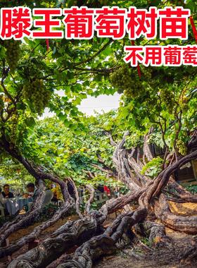 阳光玫瑰巨峰滕王葡萄树苗当年结果盆栽地栽南北方种植抗寒葡萄苗