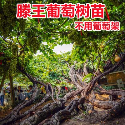 阳光玫瑰巨峰滕王葡萄树苗当年结果盆栽地栽南北方种植抗寒葡萄苗