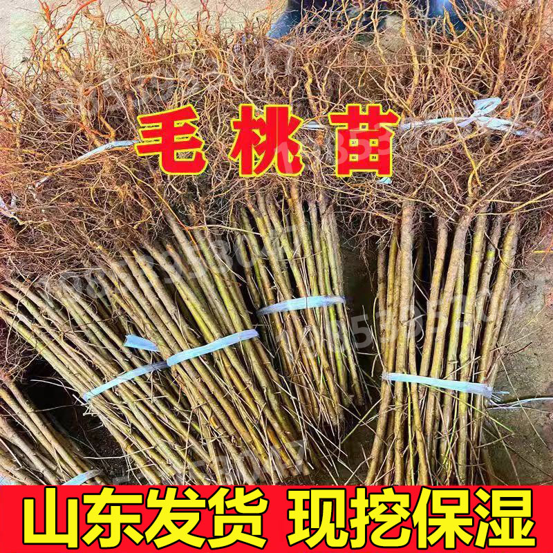 桃树苗野毛桃苗毛桃砧木桃树占地树苗桃树实生苗现挖现发包邮