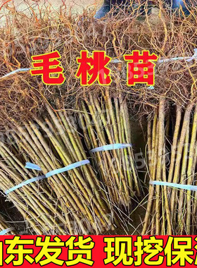 桃树苗野毛桃苗毛桃砧木桃树占地树苗桃树实生苗现挖现发包邮