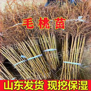 桃树苗野毛桃苗毛桃砧木桃树占地树苗桃树实生苗现挖现发包邮