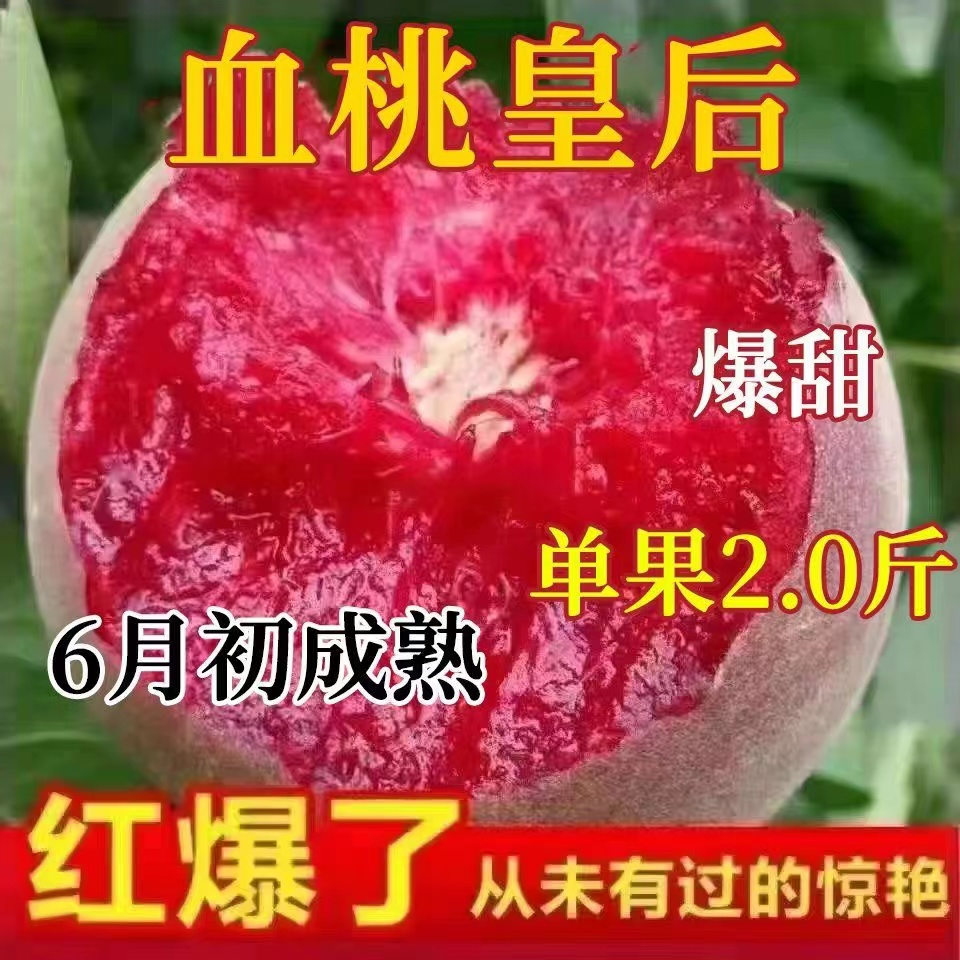正宗血桃皇后树苗果树嫁接苗早熟南北方种植盆栽地栽阳台嫁接