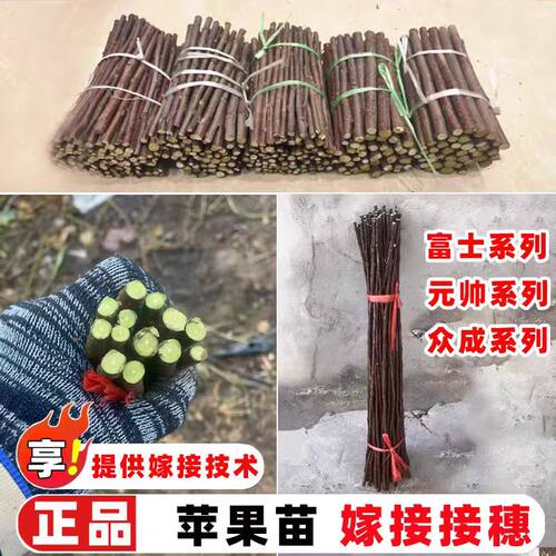 苹果嫁接枝条红富士穗条烟富8号10苹果枝条接穗鲁丽秦冠芽点
