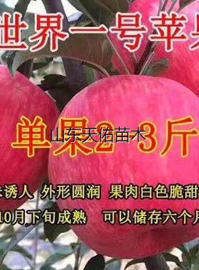 红富士平果树苗正宗特大脆甜世