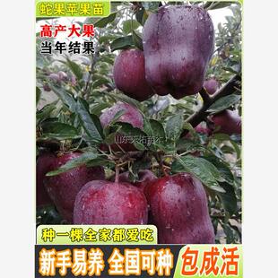 蛇果苹果树苗嫁接苹果苗盆栽地栽阳台庭院南北方种植当年结果高产