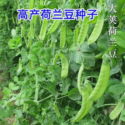 荷兰豆种籽子豌苗四季甜老