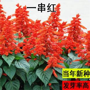 一串红种子矮串红花鼠尾草种子炮仗花道路园林景观盆栽花卉种子籽