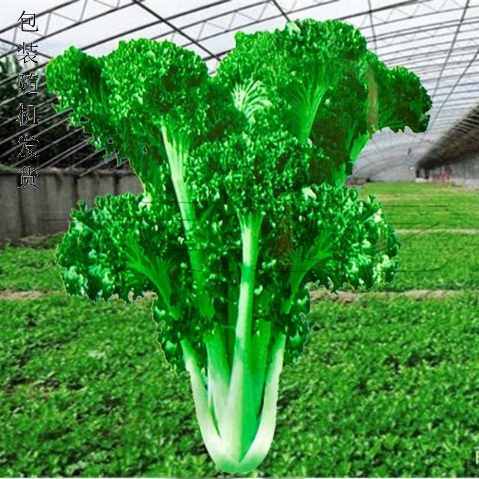 真好吃绿绒菜种子春不老