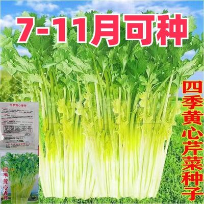 四季黄心芹种子实菜籽小香