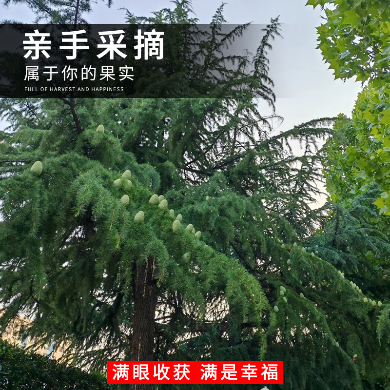 雪松新采种子 黄山松迎客松马尾松白皮松五针松黑松油松雪松种子