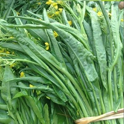 超纯柳叶菜心种子桂林花广