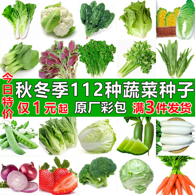 四季蔬菜种子适合秋播植青