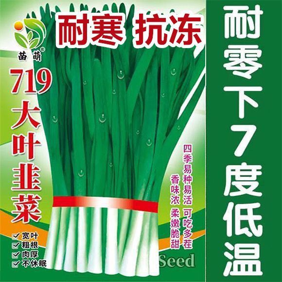 【耐寒抗冻】可越冬791雪