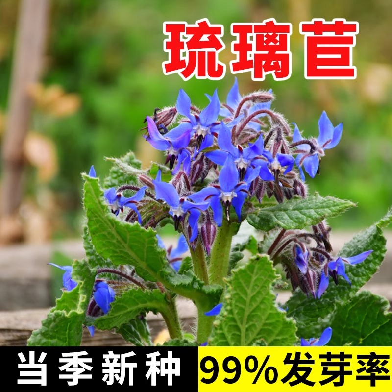 琉璃苣花种籽子紫花星星草籽阳台庭院盆栽花卉易种香草春秋播种子