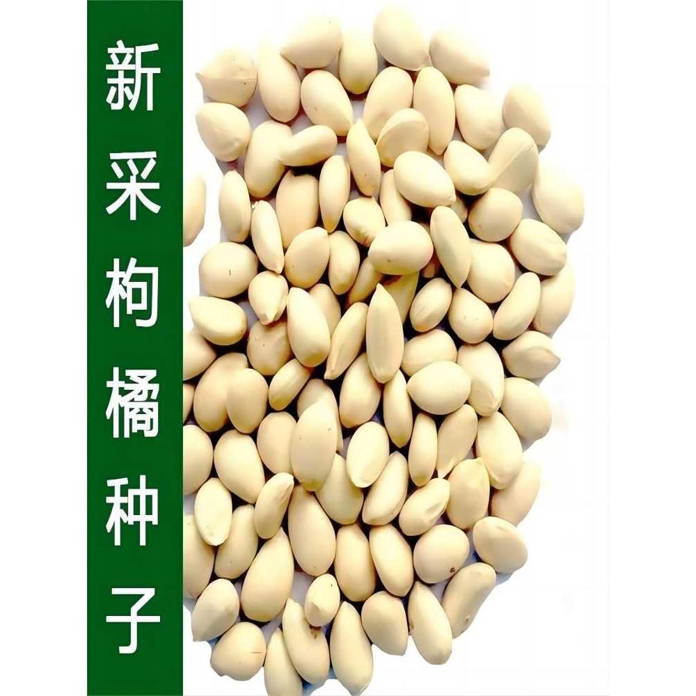 新采枸橘种子嫁接砧木带刺篱笆墙