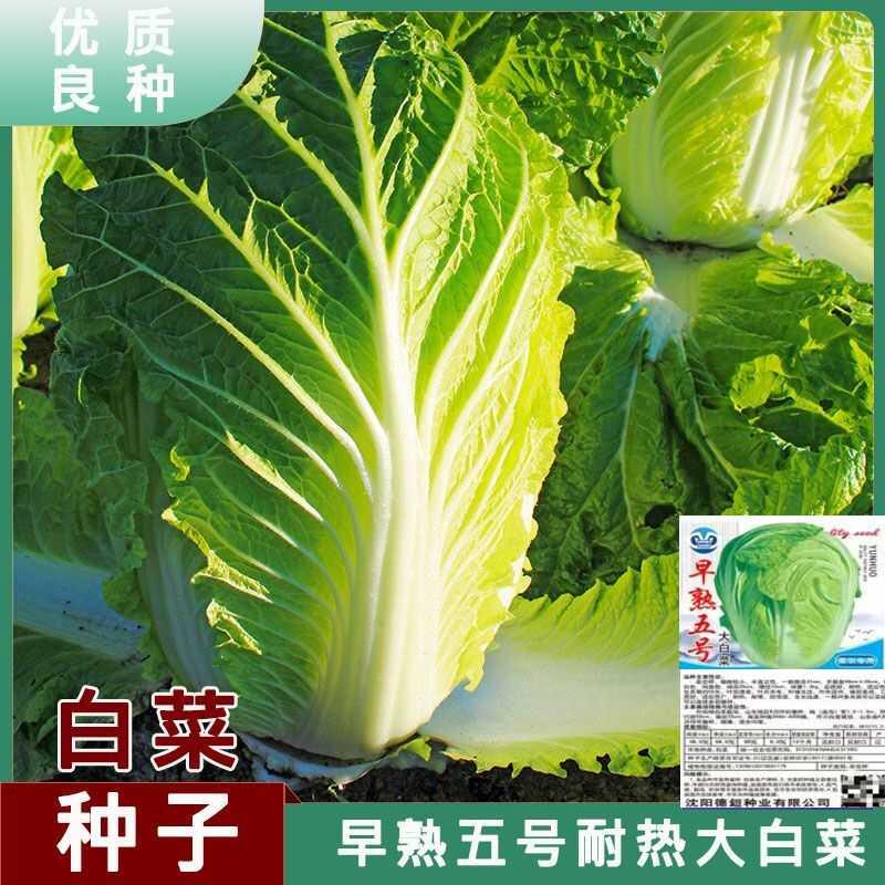 早熟五号白菜种子50天大全
