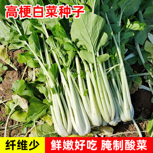 长梗高杆白菜种子箭杆白菜籽信阳广水高山长梗白菜腌制酸菜蔬菜种