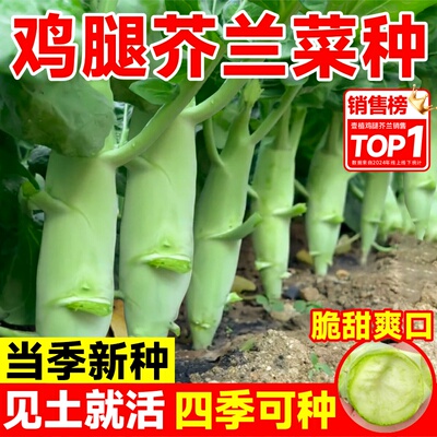 甜脆鸡腿芥兰菜种子秋季园