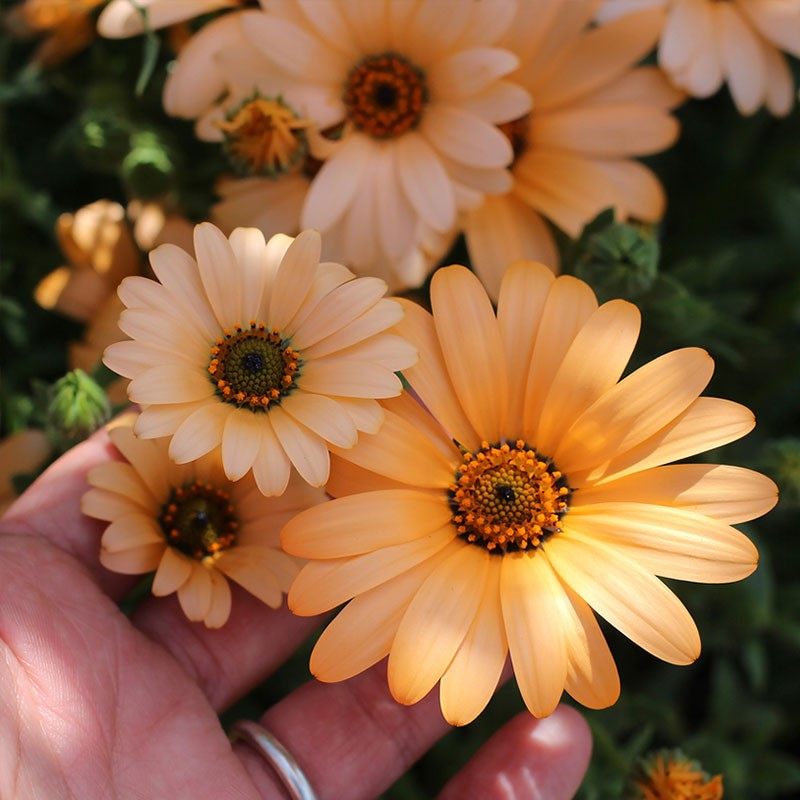 异果菊花种子四季播种开花可切花庭院室外阳台绸缎花雨菊铜钱花籽