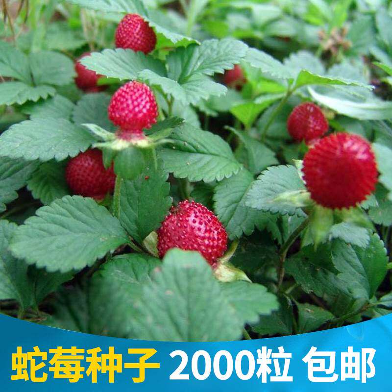 蛇莓种子草坪庭院盆栽观赏种子花籽室内外种植水果种籽