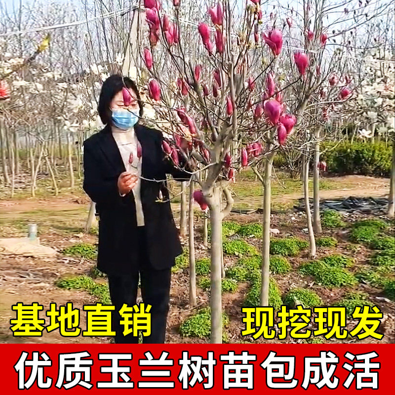 白黄红紫广玉兰花树苗花卉盆栽地栽大型室外别墅庭院绿化植物四季