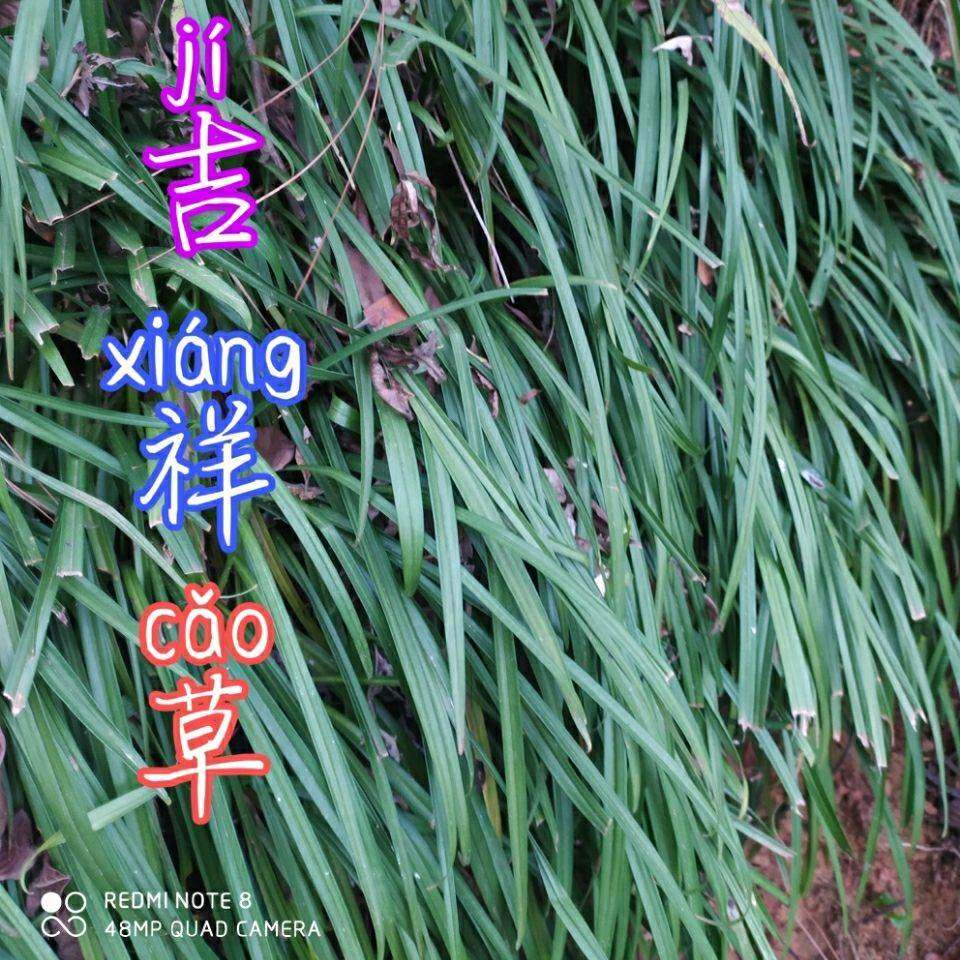 吉祥草种子野生玉带草 观音草 小叶万年青中草药多年生地被植物籽