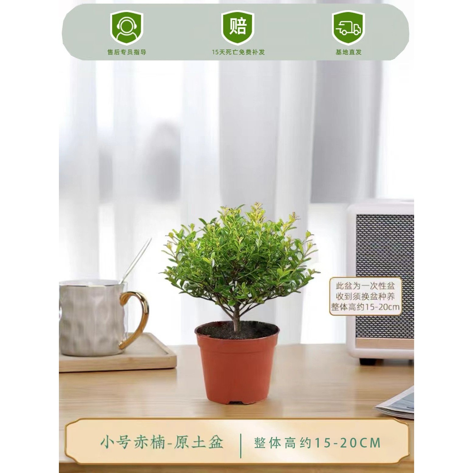 小叶赤楠老桩盆栽盆景迷你植物室内花卉办公室桌面小绿植好养四季,鲜花速递/花卉仿真/绿植园艺,造型盆景,淘宝优惠券,粉丝福利购,淘宝优惠卷