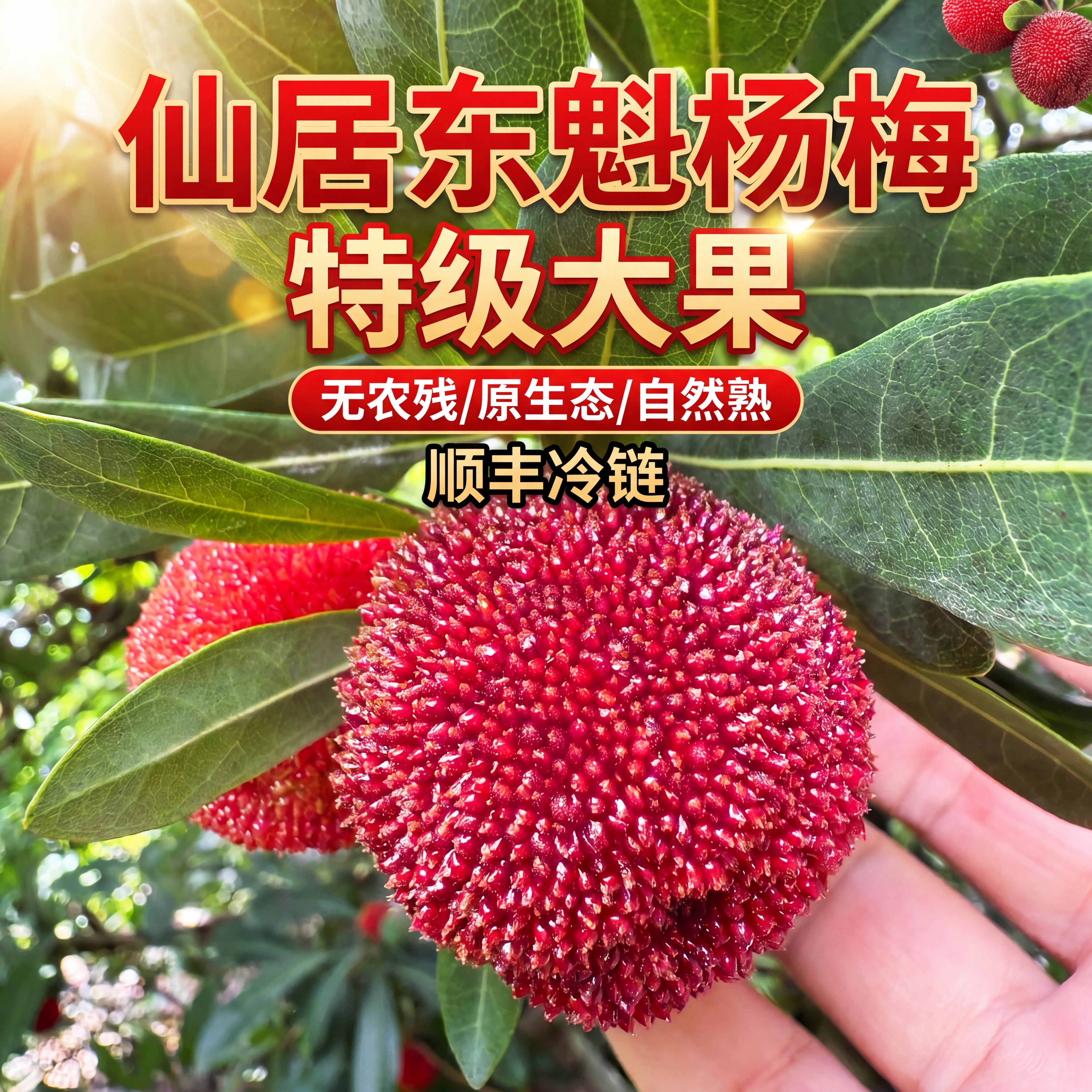 仙居杨梅东魁杨梅礼盒装果肉厚实