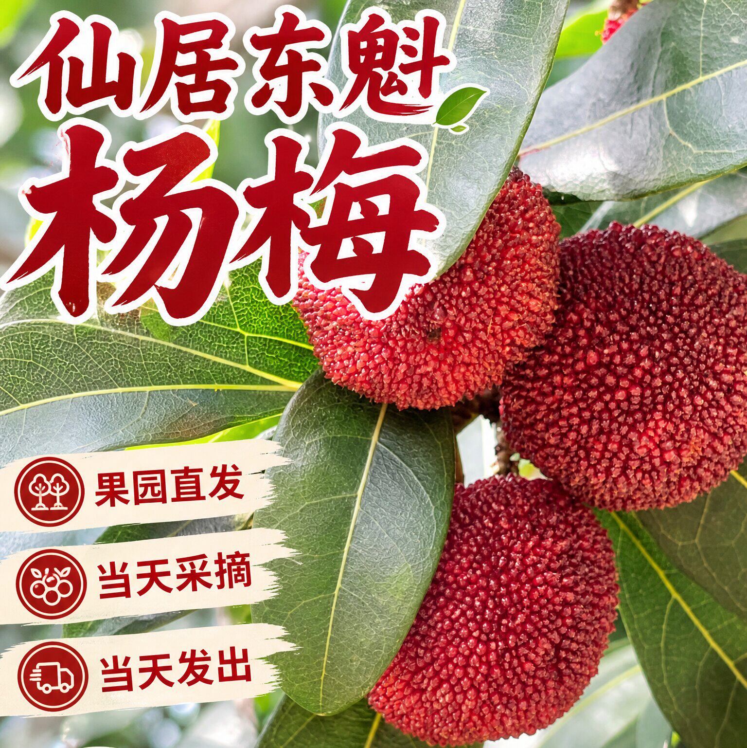 仙居杨梅东魁杨梅礼盒装果肉厚实