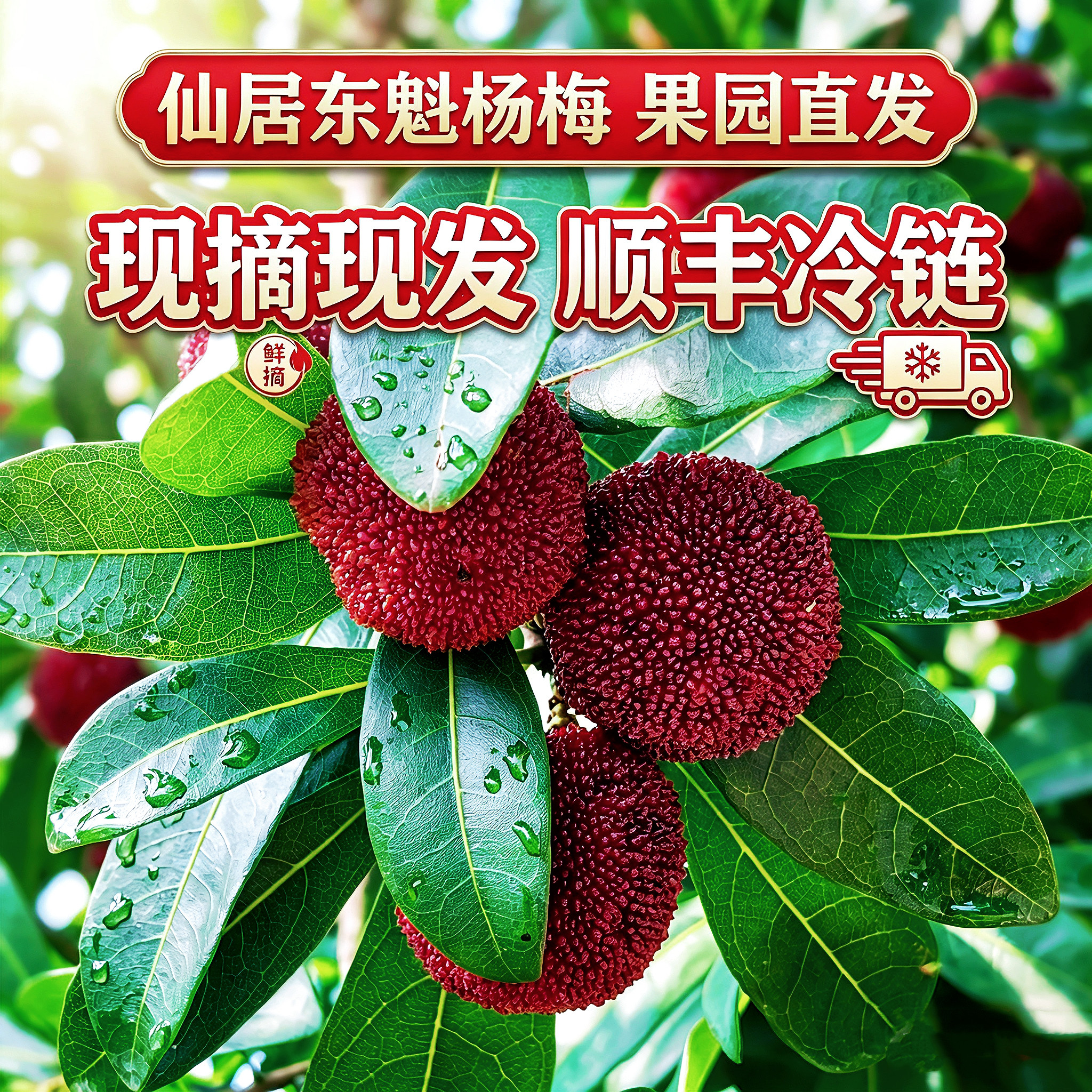 正宗仙居新鲜东魁大杨梅不泡药现摘现发孕妇当季水果鲜果顺丰空运