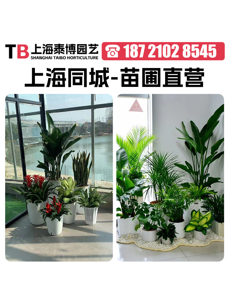 上海绿植租赁租摆花卉盆栽租赁办公室绿化植物同城上门养护服务