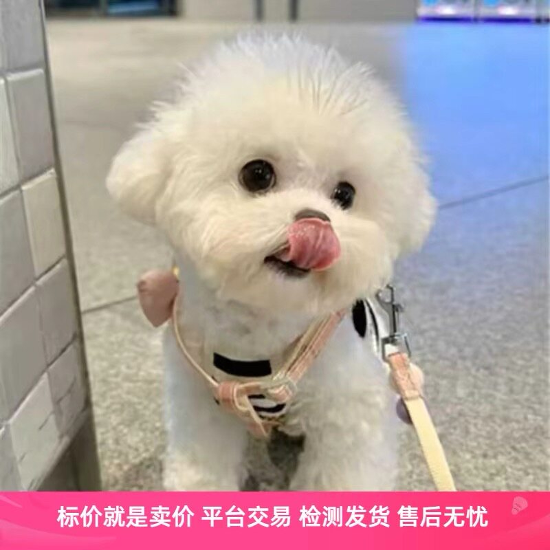 比熊犬纯种幼犬幼崽小型犬不掉毛比熊活体茶杯犬宠物狗真狗卷毛狗