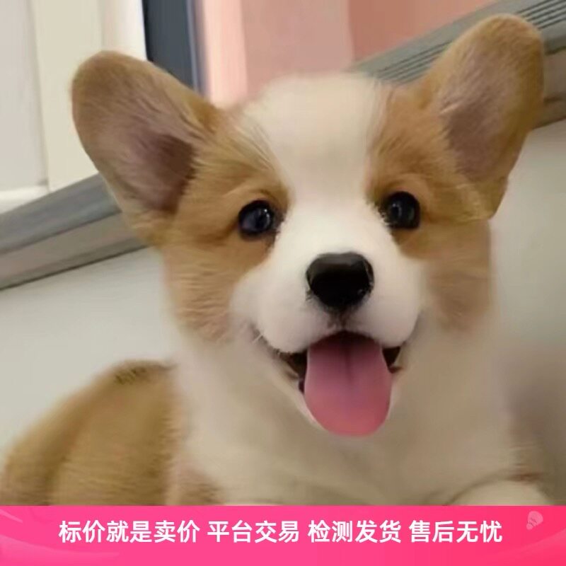 纯种柯基幼犬威尔士柯基小短腿柯基犬小型宠物狗活物幼崽短毛柯基