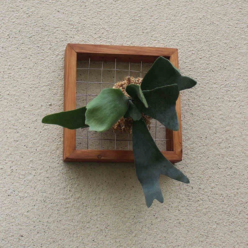 鹿角蕨定植板壁挂实木手工相框蕨类植物花盆挂板植物墙绿植好养护图片