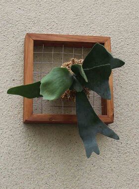 鹿角蕨定植板壁挂实木手工相框蕨类植物花盆挂板植物墙绿植好养护
