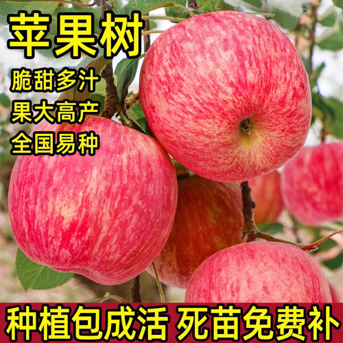 苹果树苗当年结果南北可种植包活