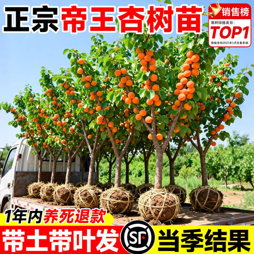 特大号帝王杏嫁接果苗当年结果