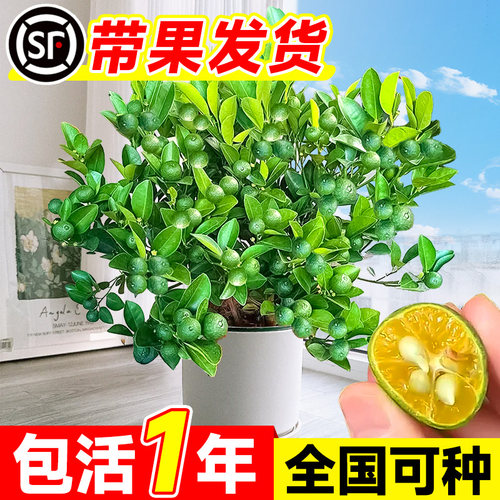 小青柠树苗海南桔金香水檬